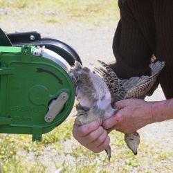 Pheasant being plucked on an MP7 dry plucking machine
