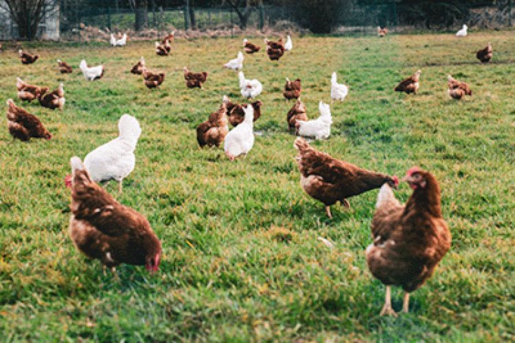 Avian influenza: GB Prevention Zone declared image