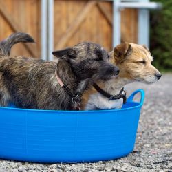 Shallow 35 litre Flexible Tub Trug - Blue image 2